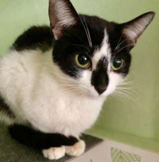 Кошечка, которая живет на шкафу