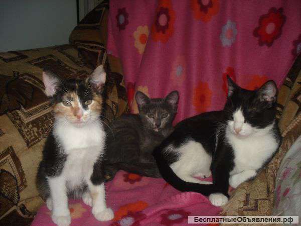 Котят в добрые руки отдам