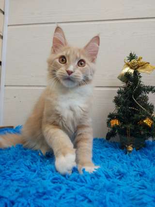 Кремовый котик мейн-кун