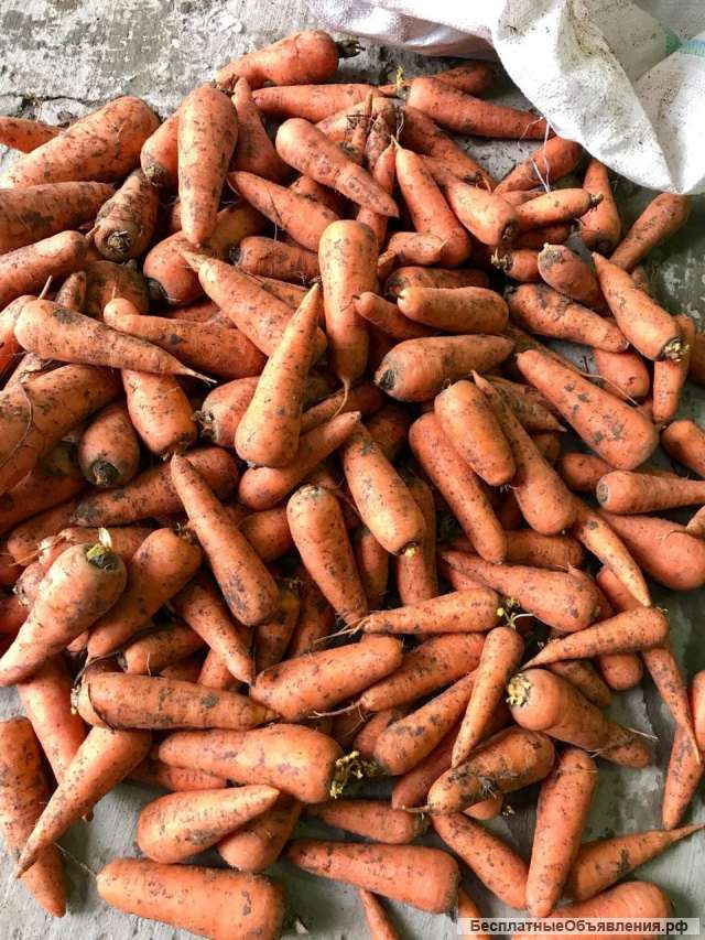 Морковь, сорт абака, кордоба