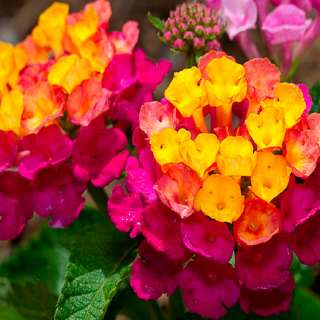 Растения для сада, комнатные цвет, саженцы, семена