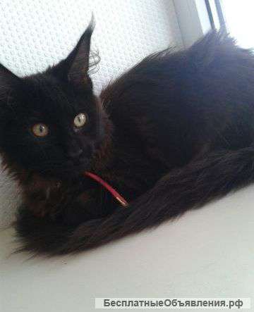 Красивая кошка породы мейн кун