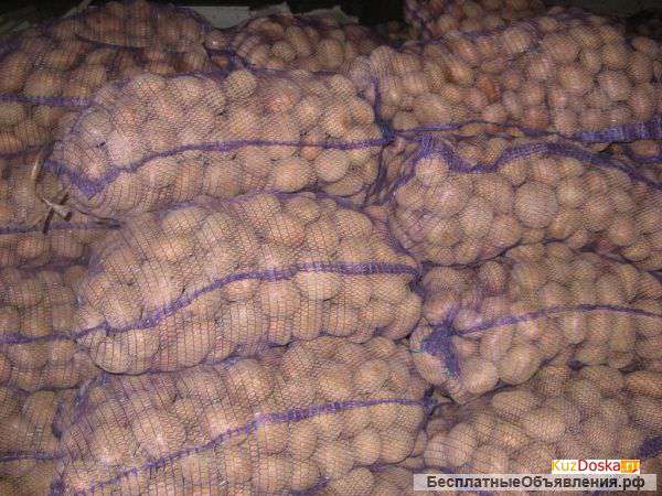 Картофель оптом от производителя