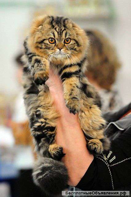 Сурер котик,хайленд фолд