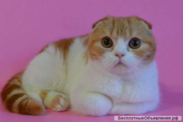 Шотландский котик