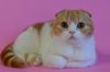 Шотландский котик