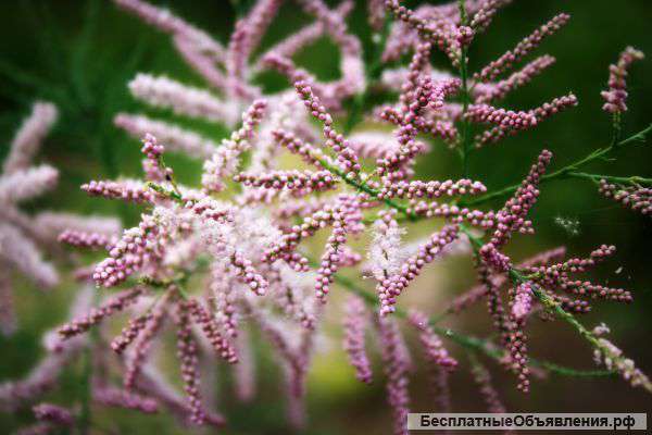 Саженцы осень