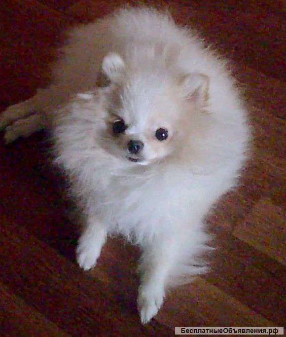 Пропал шпиц Белый