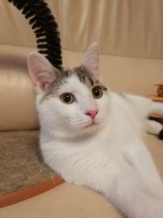 Котенок Джонни ждет встречи с семьей