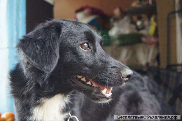 Отдам собаку