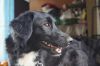 Отдам собаку