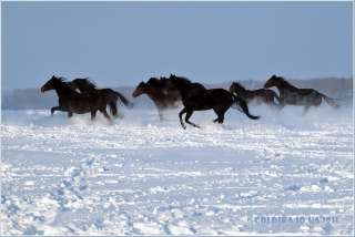 Закупаем Лошадей и Другие виды сельхоз животных