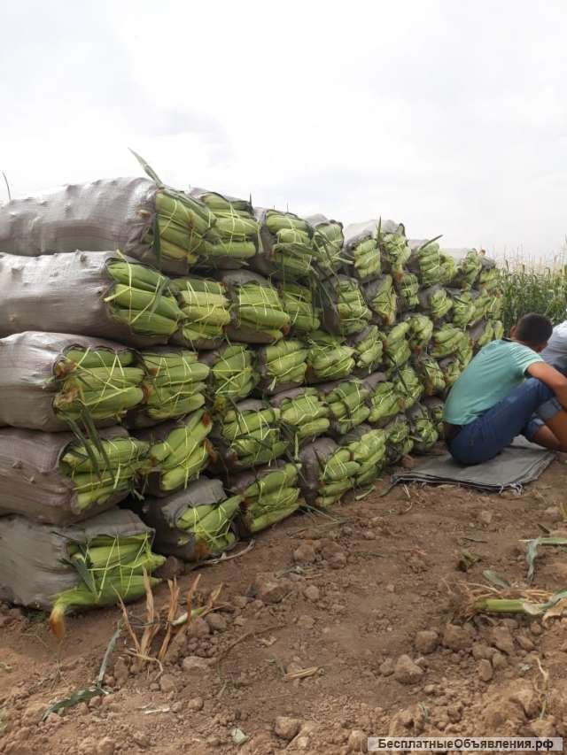 Кукурузы в пачатых. Казахстан, г. Караганда