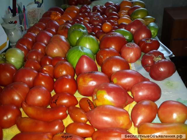 Семена помидор, редких сортов