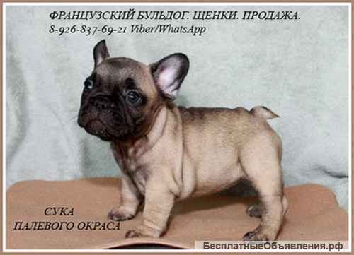Французский бульдог, щенки оо Чемпионов РКФ