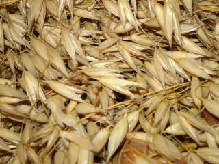 Семена ярового овса Валдин-765, Конкур