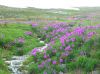 Инженеры КИПиА, Слесаря КИПиА, Электрормонтажники - вахта