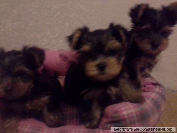Щенки йоркширского терьера