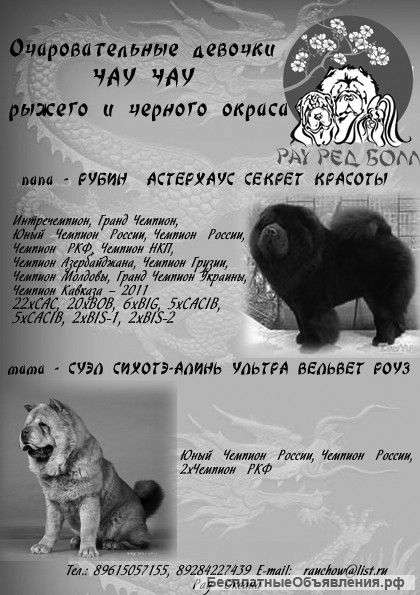 Щенки чау-чау