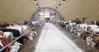 Ангар для КРС