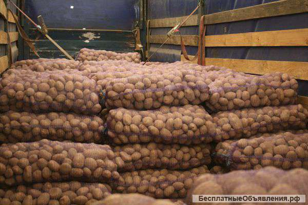 Картофель оптом +5 от производителя