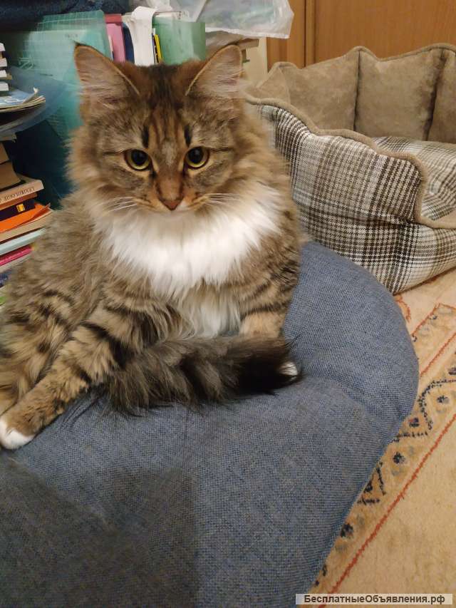 Сибирская кошечка ищет дом