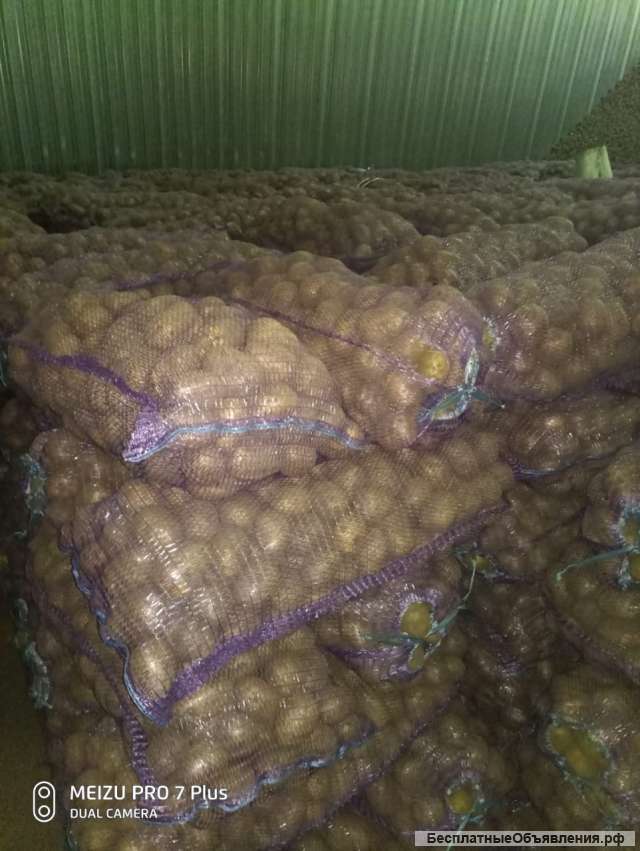 Картофель от 20 тонн