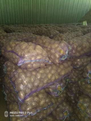 Картофель от 20 тонн