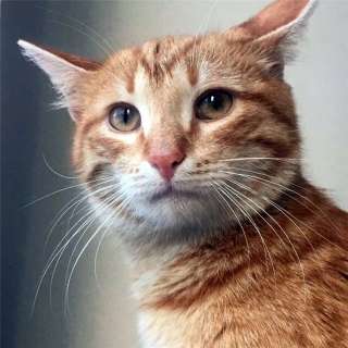 Шикарный котик Персик ищет дом
