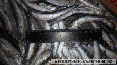 Хамса св/мор 1 сорт гофра пак Керчь