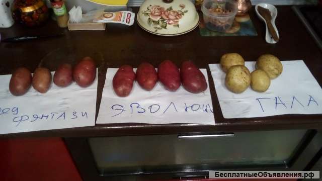 Картофель оптом