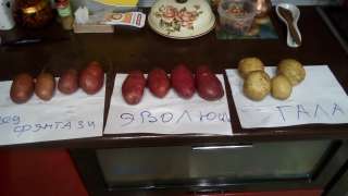 Картофель оптом