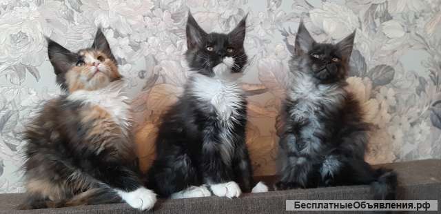 3 кошки Мейн-кун, 3 месяца.Ччистопородные и очень ласковые котята
