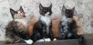 3 кошки Мейн-кун, 3 месяца.Ччистопородные и очень ласковые котята
