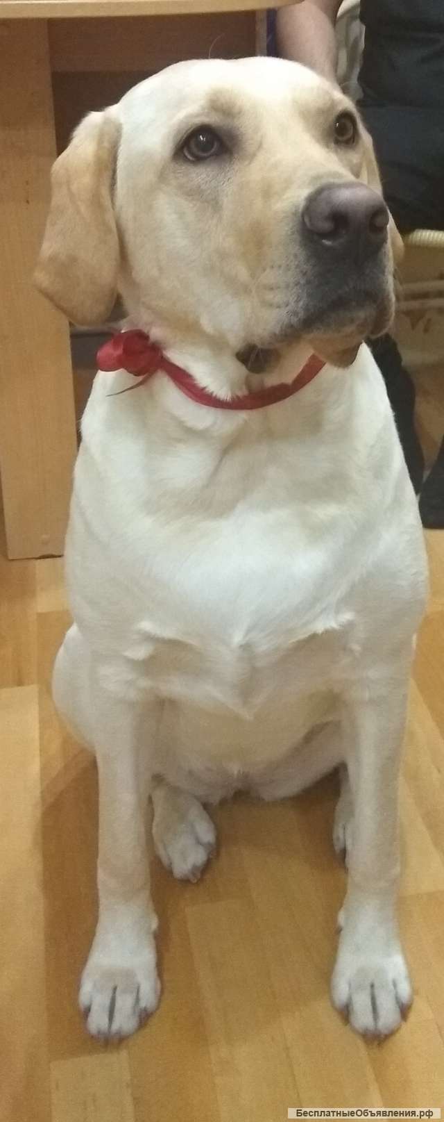 Передержка собак. Частный дом. Ни каких клеток.