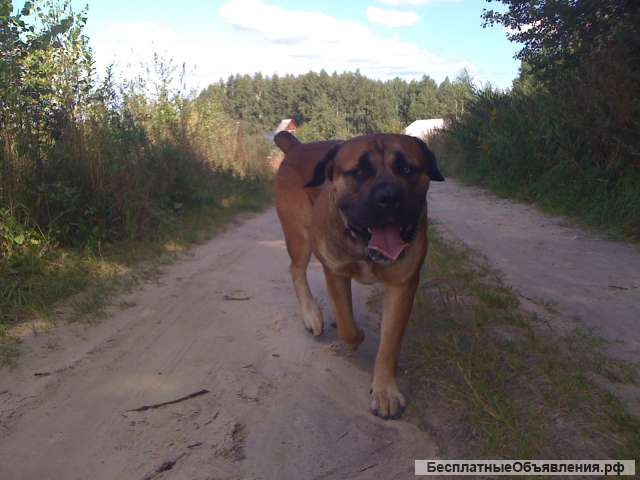 Обучение собак различных пород
