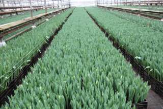 Тюльпаны оптом