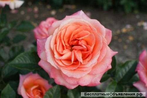 Подмосковный Питомник роз Русроза