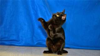Котенок Барсик ищет дом