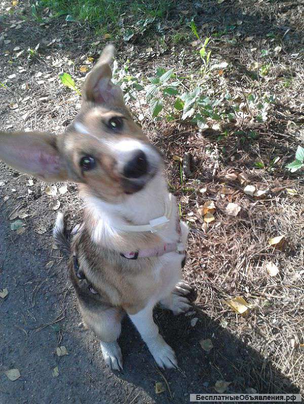 Малышке Лайме нужен дом