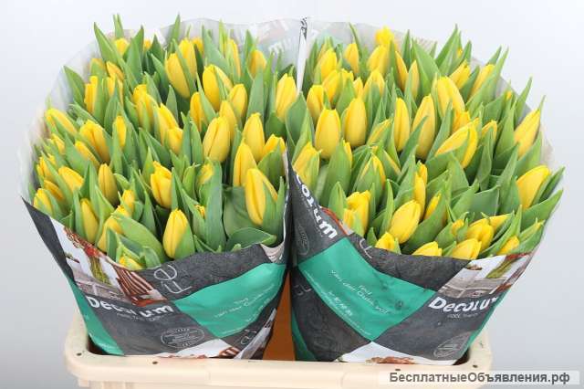 Тюльпаны оптом с доставкой от производителя из Голландии
