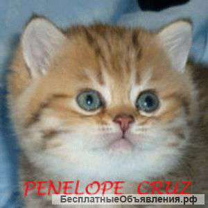 Британские котята золотого окраса