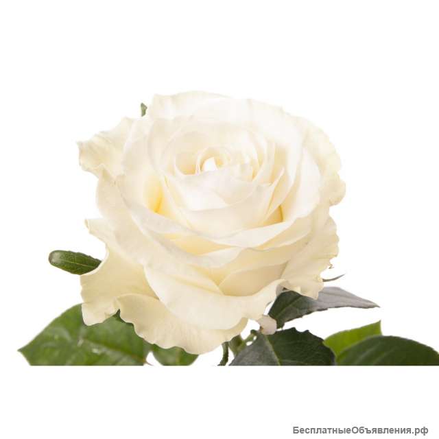 Белые розы оптом к 8 марта