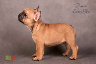 Питомник Сакре Кер предлагает. Щенки французского бульда от Чемпионов.