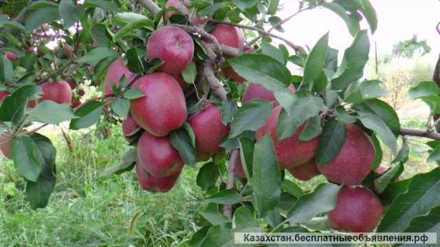 Оптовая продажа яблок со склада в Казахстане