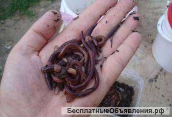 Черви