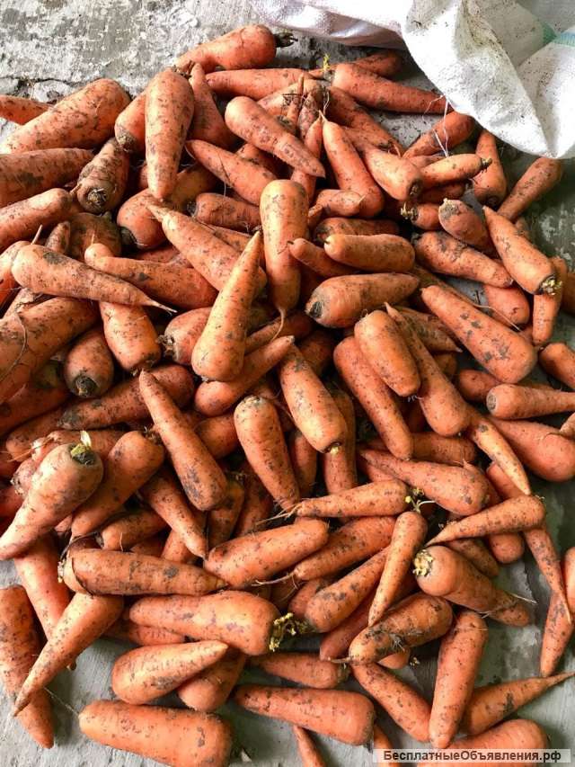 Морковь, сорт абако