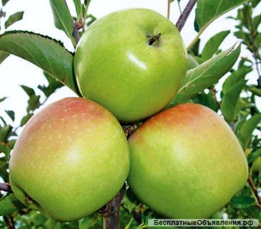 Крымские яблоки оптом