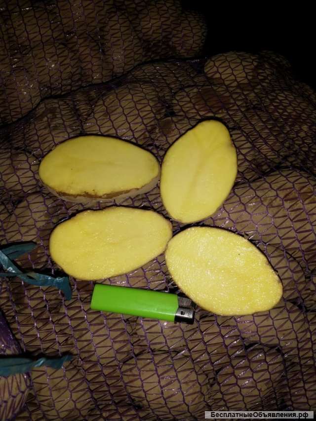 Картофель Розара 5