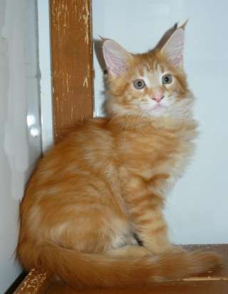 Котик мейн кун 2.5 мес